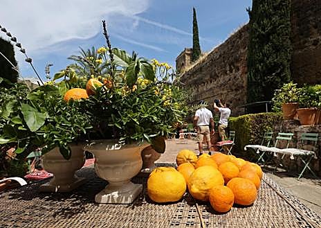 Imagen secundaria 1 - Un tesoro natural en Palma del Río guardado por murallas históricas