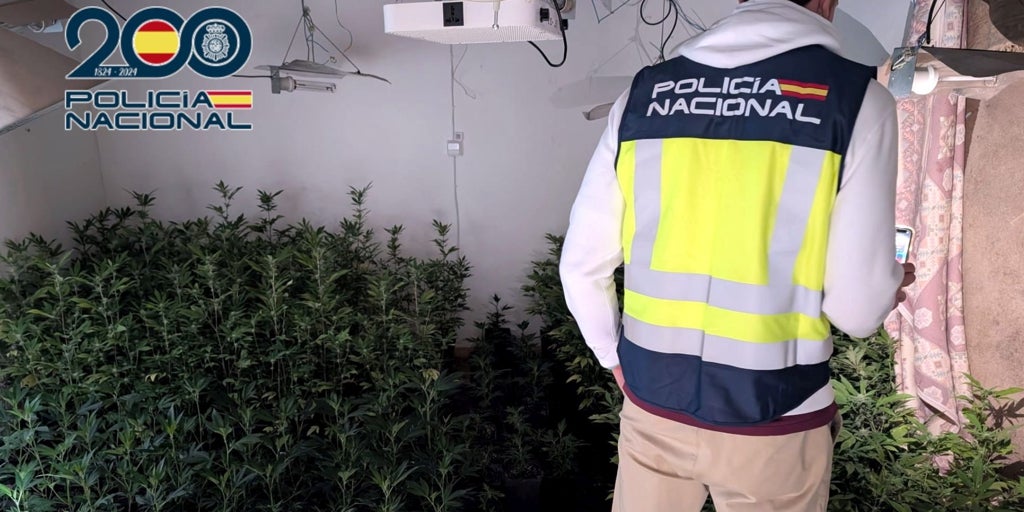 Detienen a tres okupas por cultivar más de 300 plantas de marihuana en denia