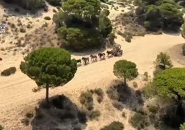 Carreta de la hermandad del Rocío por el Coto de Doñana