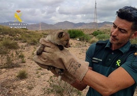 La Guardia Civil rescata a un zorro atrapado en las obras del AVE en Almería
