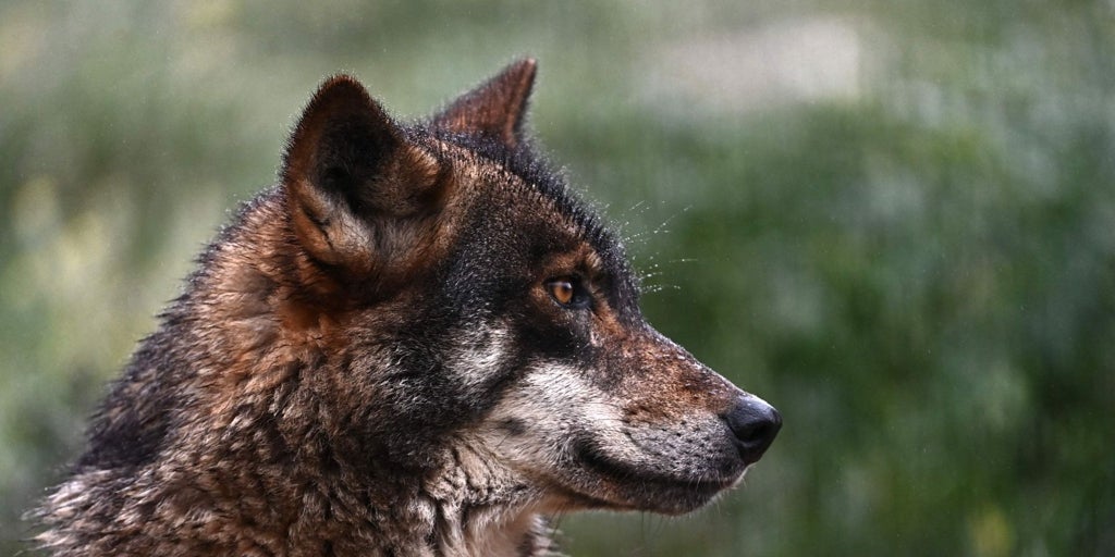 El Consejo de la Unión Europea aprueba rebajar la protección del lobo