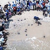 Entran al mar las 21 tortugas nacidas del nido de Valencia del año pasado