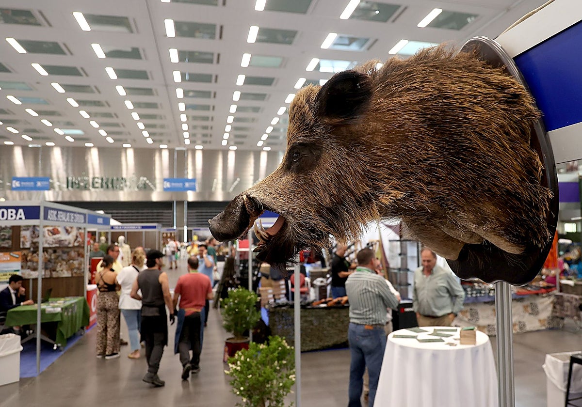 Cabeza disecada de jabalí en Intercaza