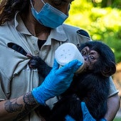 El chimpancé nacido en Bioparc Valencia prosigue con éxito la última fase de cuidado con contacto humano