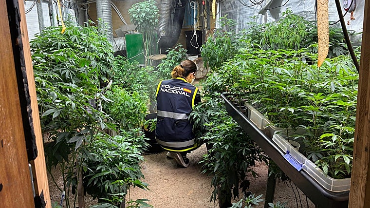 Plantación de marihuana intervenida en Náquera por la Policía Nacional