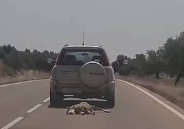 Investigan por posible maltrato animal a un conductor que fue arrastrando varios kilómetros una oveja muerta en su coche