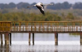 El plan de recuperación de las Tablas de Daimiel se someterá próximamente a diagnóstico público para su puesta en marcha