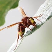 Una avispa oriental