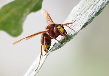 Una avispa oriental