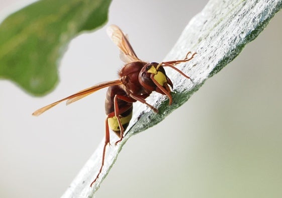 Una avispa oriental