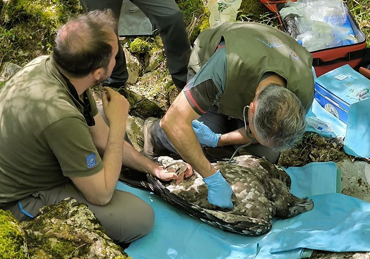 Identificación y marcaje del pollo de quebrantahuesos