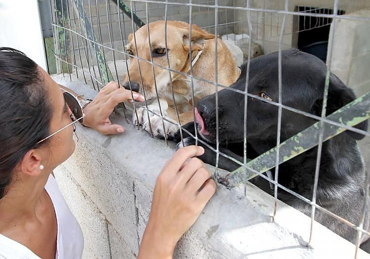 Animales dispuestos para su adopción en una imagen de archivo