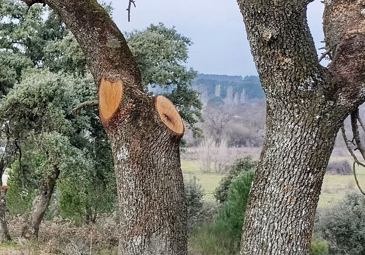 Uno de los árboles talados de forma ilegal