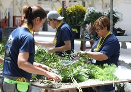 La decoración floral del Corpus será multicolor como guiño a Toledo Capital Europea de la Cultura 2031
