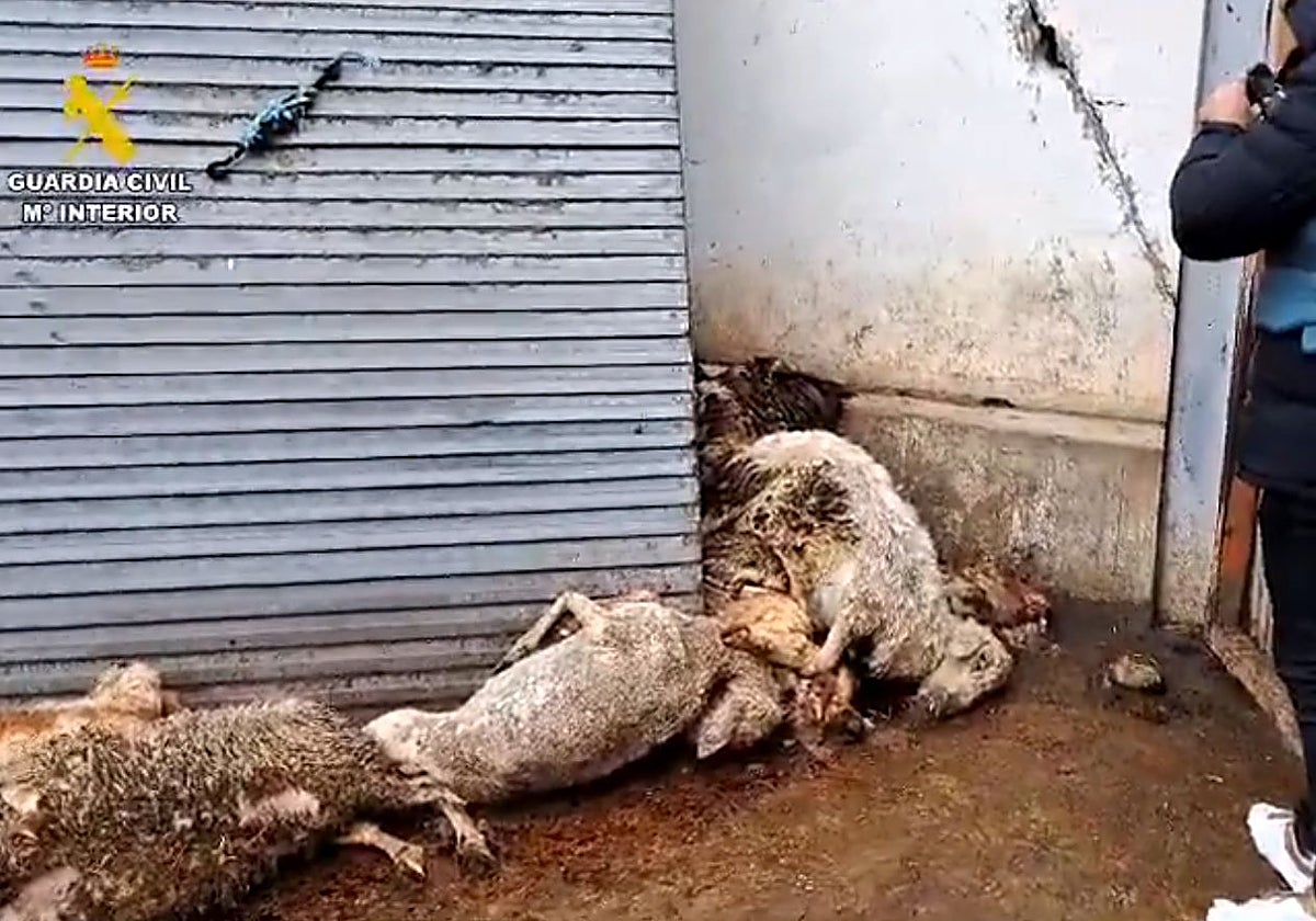 Animales muertos que localizó la Guardia Civil en la finca de Renedo de Esgueva (Valladolid)