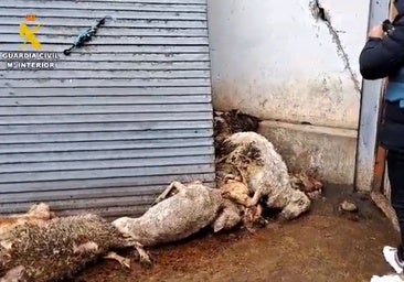 Año y medio de prisión para el ganadero de Renedo que tenía animales muertos devorados por ratas y otros con sarna
