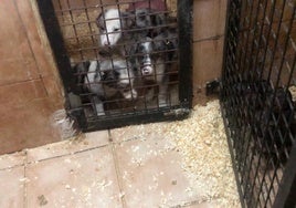 Un juez de Roquetas de Mar ordena el ingreso en prisión de una mujer reincidente en maltratar perros