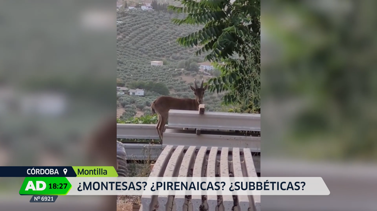 Imagen de una cabra por el pueblo de Montilla