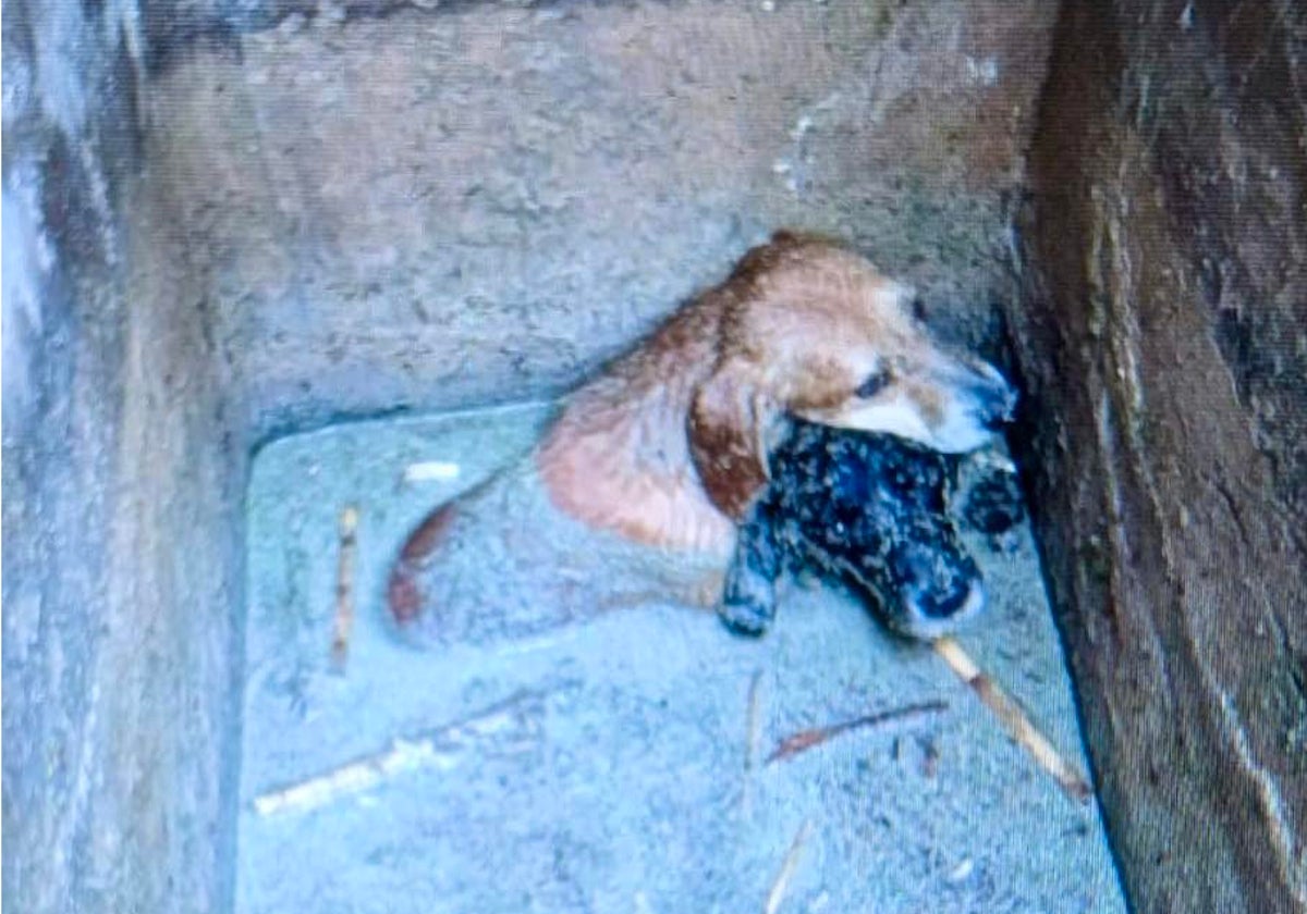 Imagen de los perros rescatados del interior de una arqueta en El Campello, Alicante
