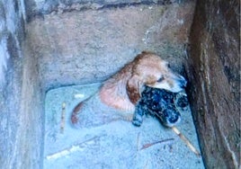Hallan a tres perros pequeños semienterrados en el fondo de una arqueta anegada en Alicante