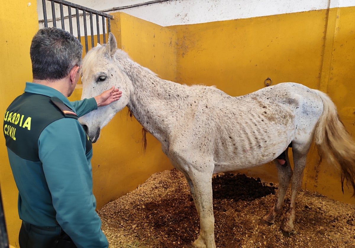 Imagen de uno de los caballos en estado avanzado de desnutrición y deshidratación