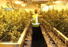 El coste eléctrico de las plantaciones de marihuana en Córdoba: como si 80 viviviendas gastaran el máximo a la vez