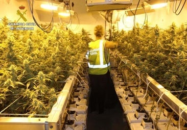 El coste eléctrico de las plantaciones de marihuana: como si 80 viviviendas gastaran el máximo a la vez