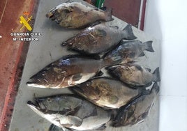 Rastrean hasta Cartagena un barco con 300 kilos de pesca furtiva por daños en la reserva de la isla de Tabarca en Alicante