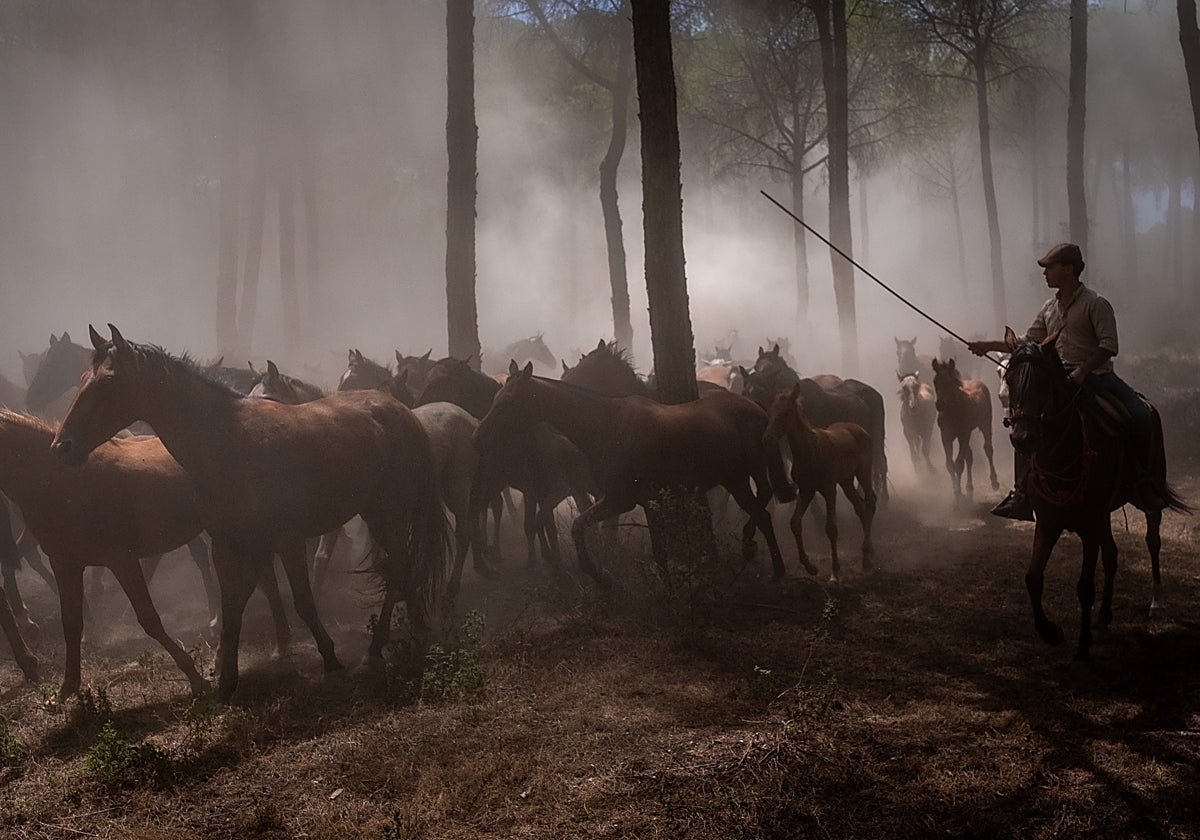 Saca de las yeguas en Doñana