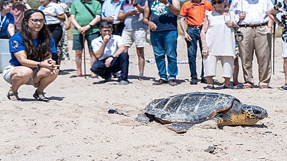Más de 80 municipios costeros españoles se unen este verano para salvar tortugas marinas