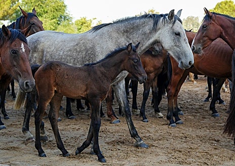 Imagen secundaria 1 - Doñana revive la ancestral &#039;Saca de Yeguas&#039;, un rito que une tradición, cultura y turismo