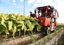 España produce el 20% de la hoja de tabaco de toda la Unión Europea