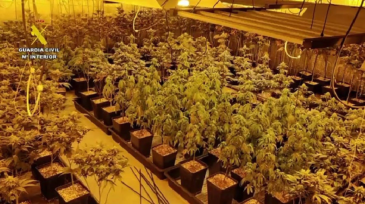 Sobre estas líneas, una de las plantaciones incautadas por la Guardia Civil en la provincia de Toledo