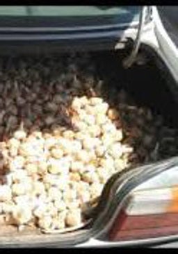 La Asociación de Productores de Ajos denuncia una oleada de robos por la noche en Albacete y Cuenca