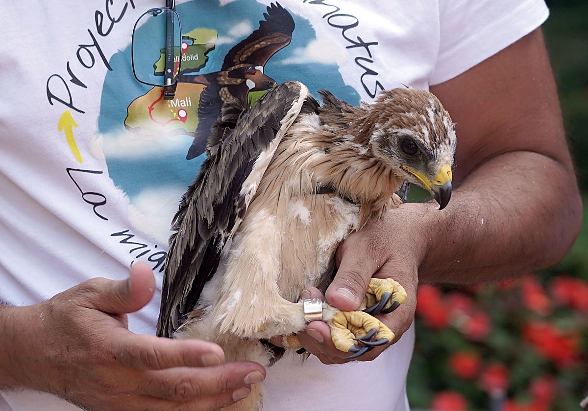 Una de las tres crías nacidas en Valladolid en el momento de su anillamiento