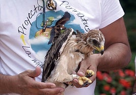 Tres polluelos de águila calzada crecen en el Campo Grande de Valladolid