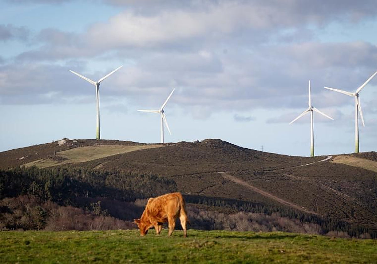 Una vaca pasta en el parque eólico de Vilachá, en Lugo, en una imagen de archivo