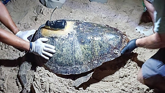 Colocan un rastreador por satélite a una tortuga tras desovar 79 huevos en la playa en Elche porque tiene más