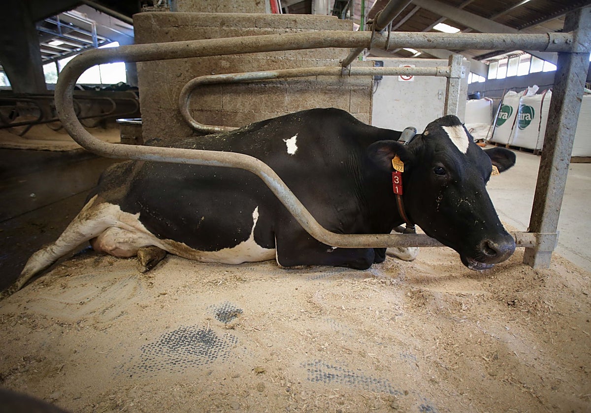 Vaca frisona en una explotación ganadera de Chantada (Lugo) en un imagen de archivo