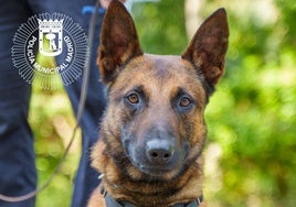 Lobo, el perro fallecido en acto servicio