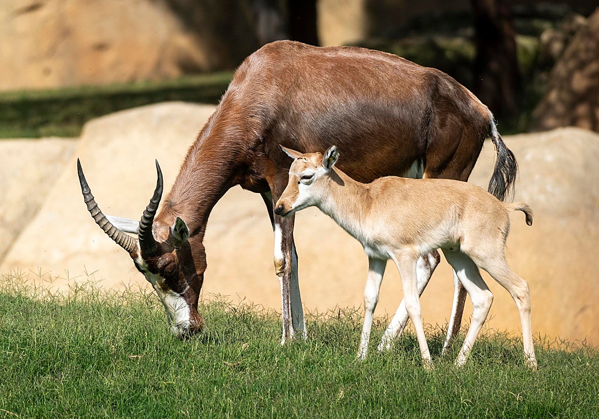 Imagen de la madre y una de las crías de blesbok