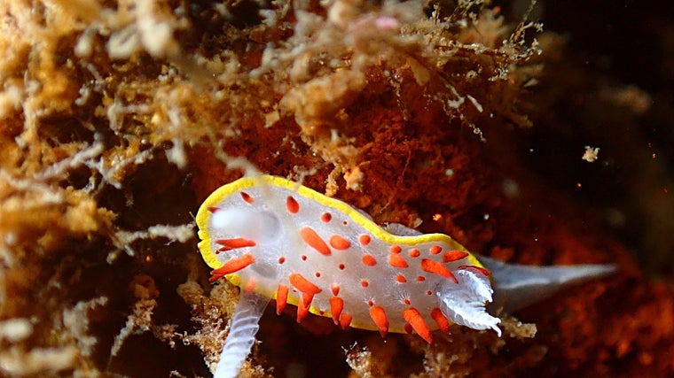 Arrecife artificial colocado por la empresa