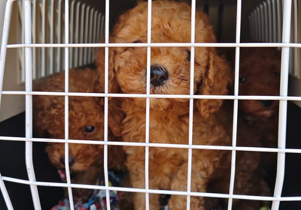 Una de las jaulas con cachorros localizadas