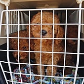 Denunciadas seis personas tras localizar 56 cachorros por su introducción ilegal en Cataluña