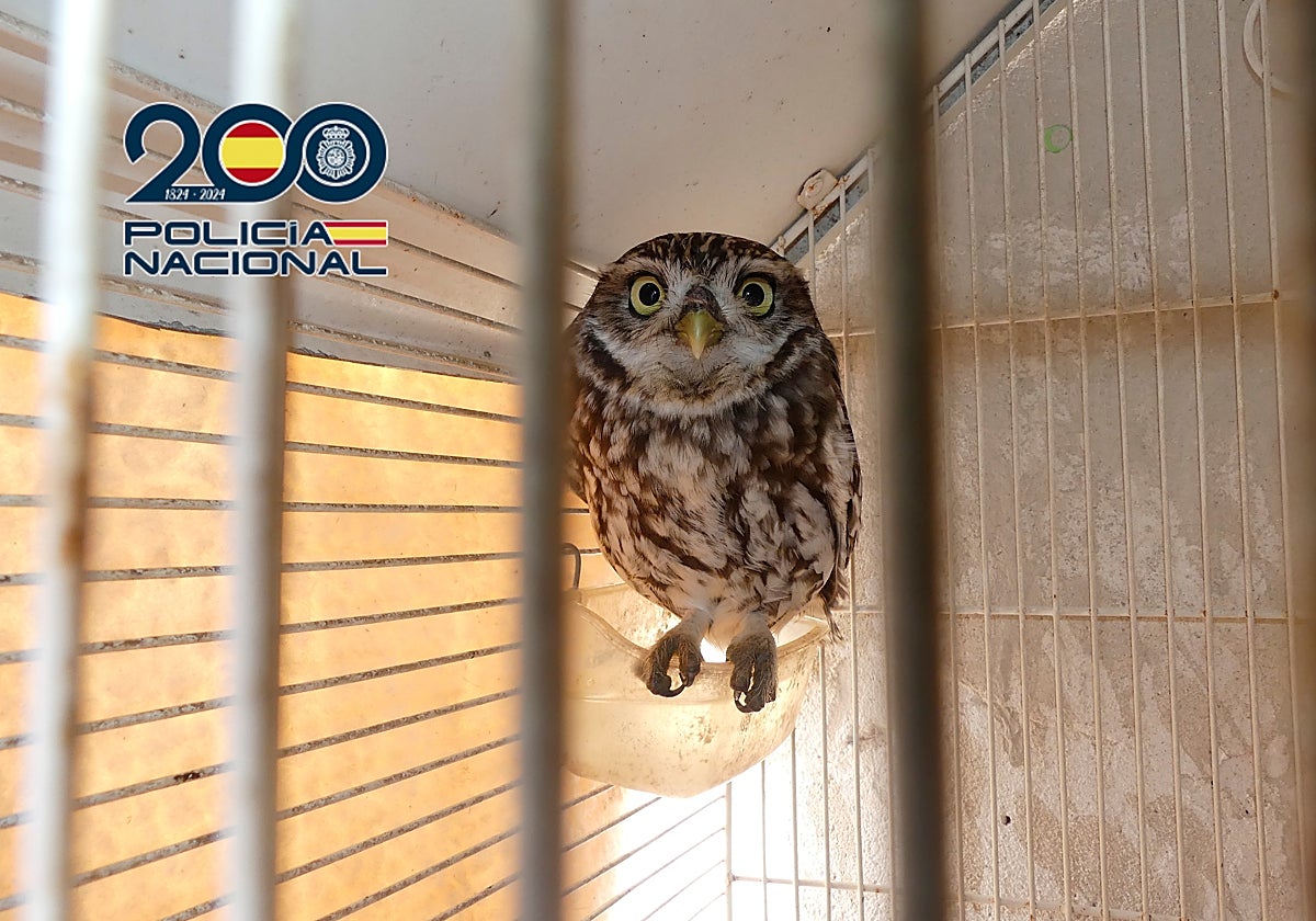 Imagen del mochuelo encontrado por la Policía Nacional