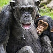 Bioparc se suma a la doble celebración conservacionista en el Día Mundial de chimpancés y tiburones