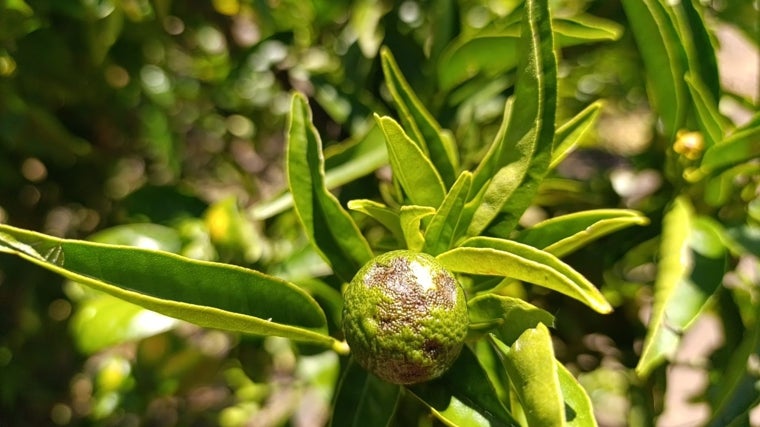 Imagen de una de las mandarinas afectadas por el granizo del fin de semana