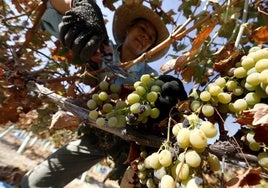 Montilla-Moriles afronta la vendimia más baja en producción de su historia