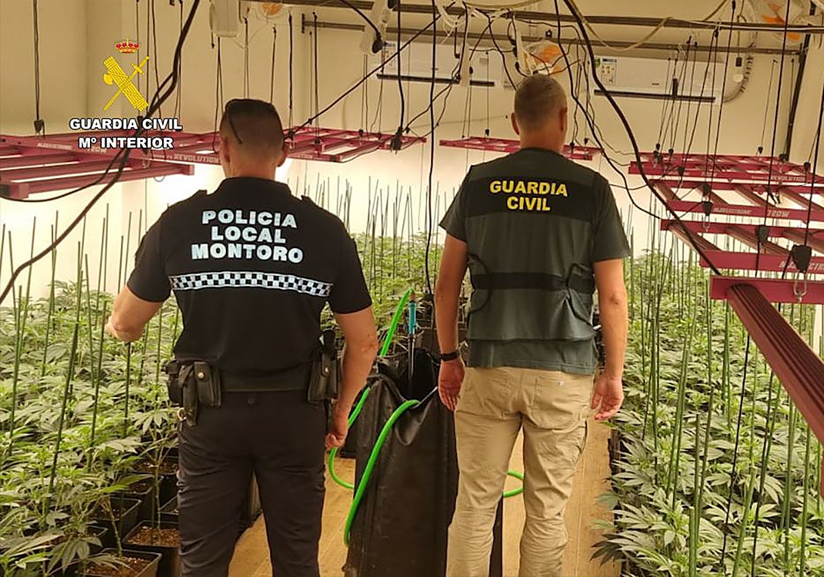La Guardia Civil en su registro de las plantaciones de marihuana