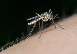 Declaran el municipio de Zurgena como área en alerta por presencia del virus del Nilo en mosquitos